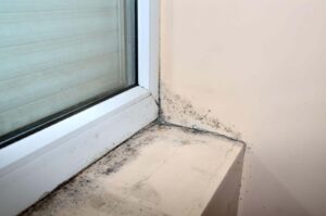 What Are the Top Health Risks of Mold in Homes?