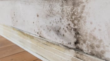 Mold growing on a white wall above a wooden floor and baseboard.